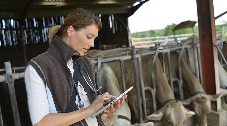 Vet with tablet computer and livestock