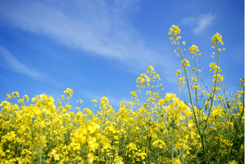 Rapeseed or canola, yellow plants against blue sky