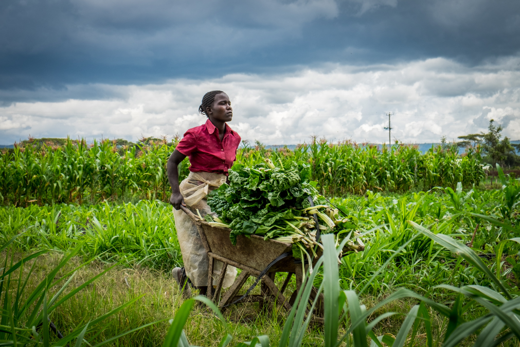 African woman with wheelbarrow full of crops