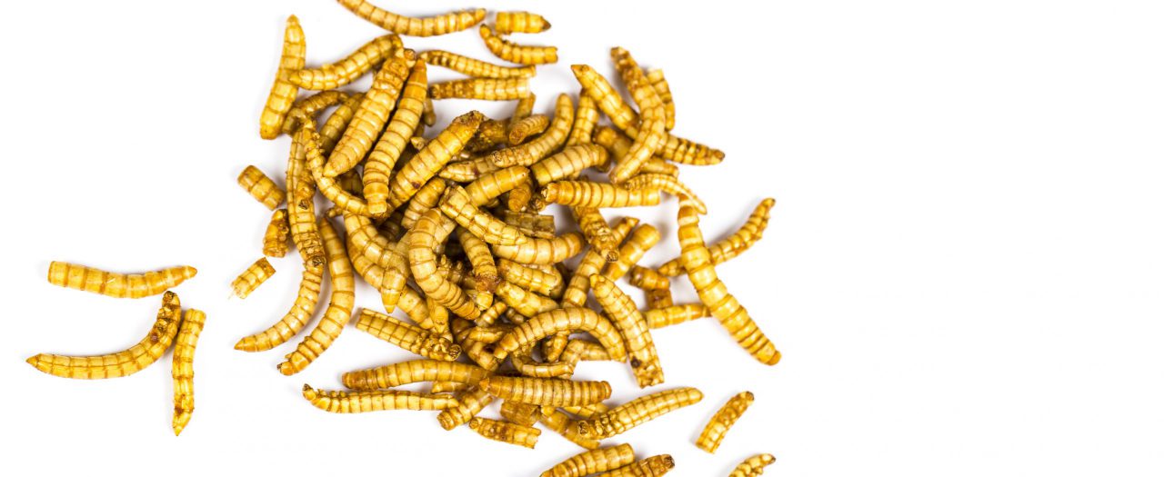 Insect protein, a promising solution to boost sustainable agriculture and food production 