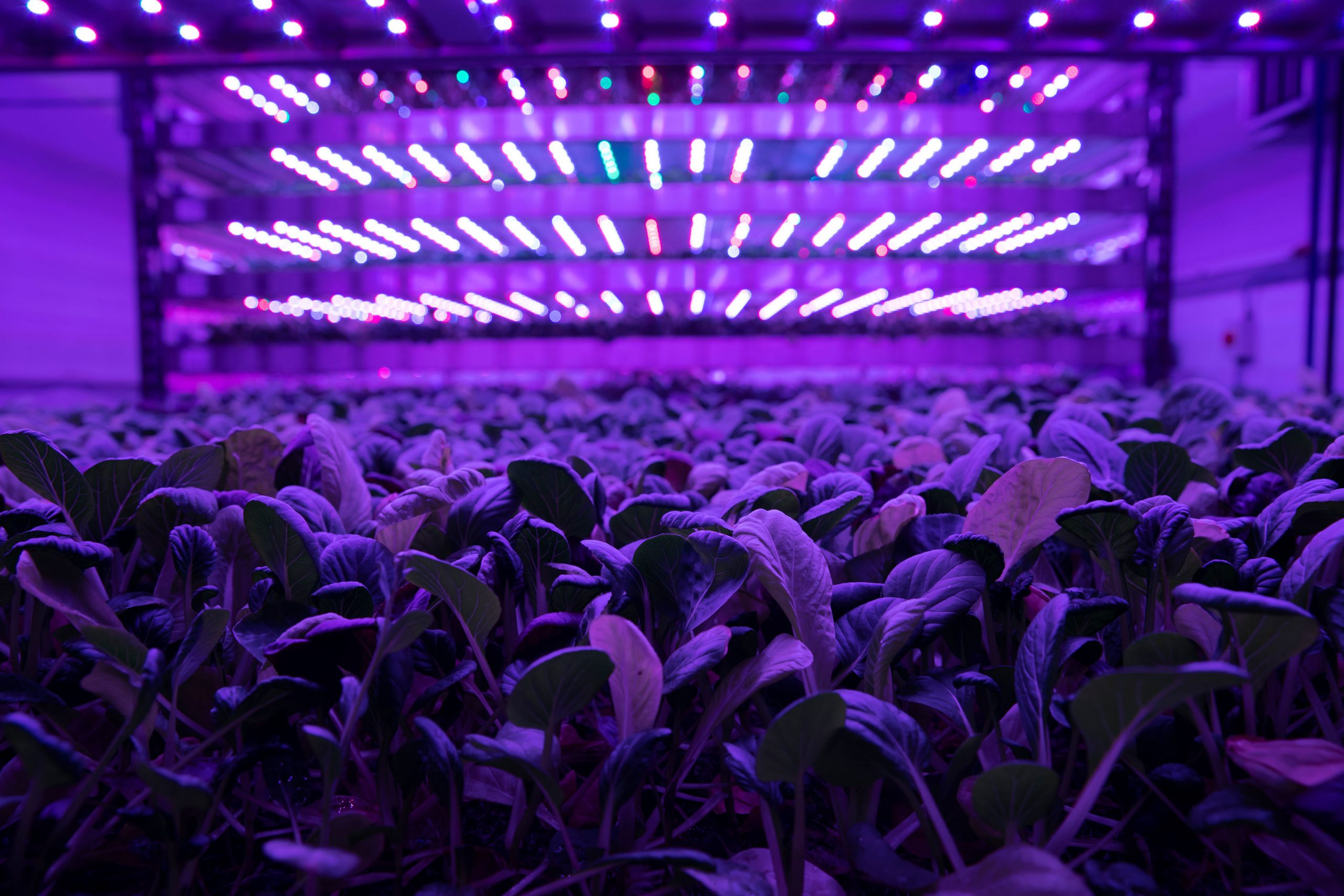 plants under purple light indoors