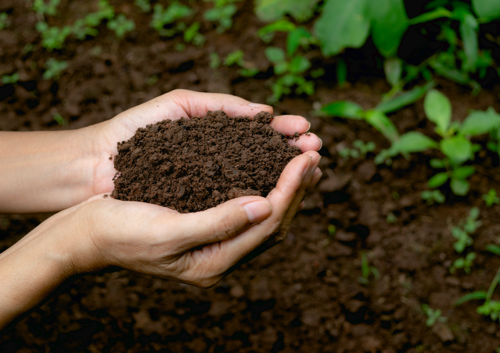 Life in Earth: Soil microbes are key to achieving net zero