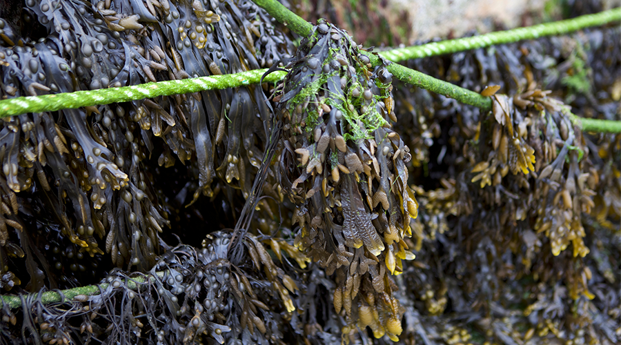 Seaweed Innovation in the UK