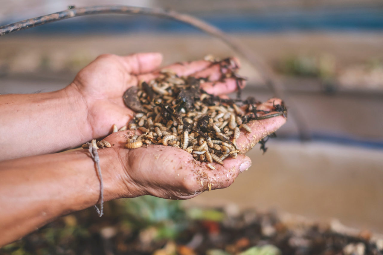 Creating sustainable animal feed using insects and food waste