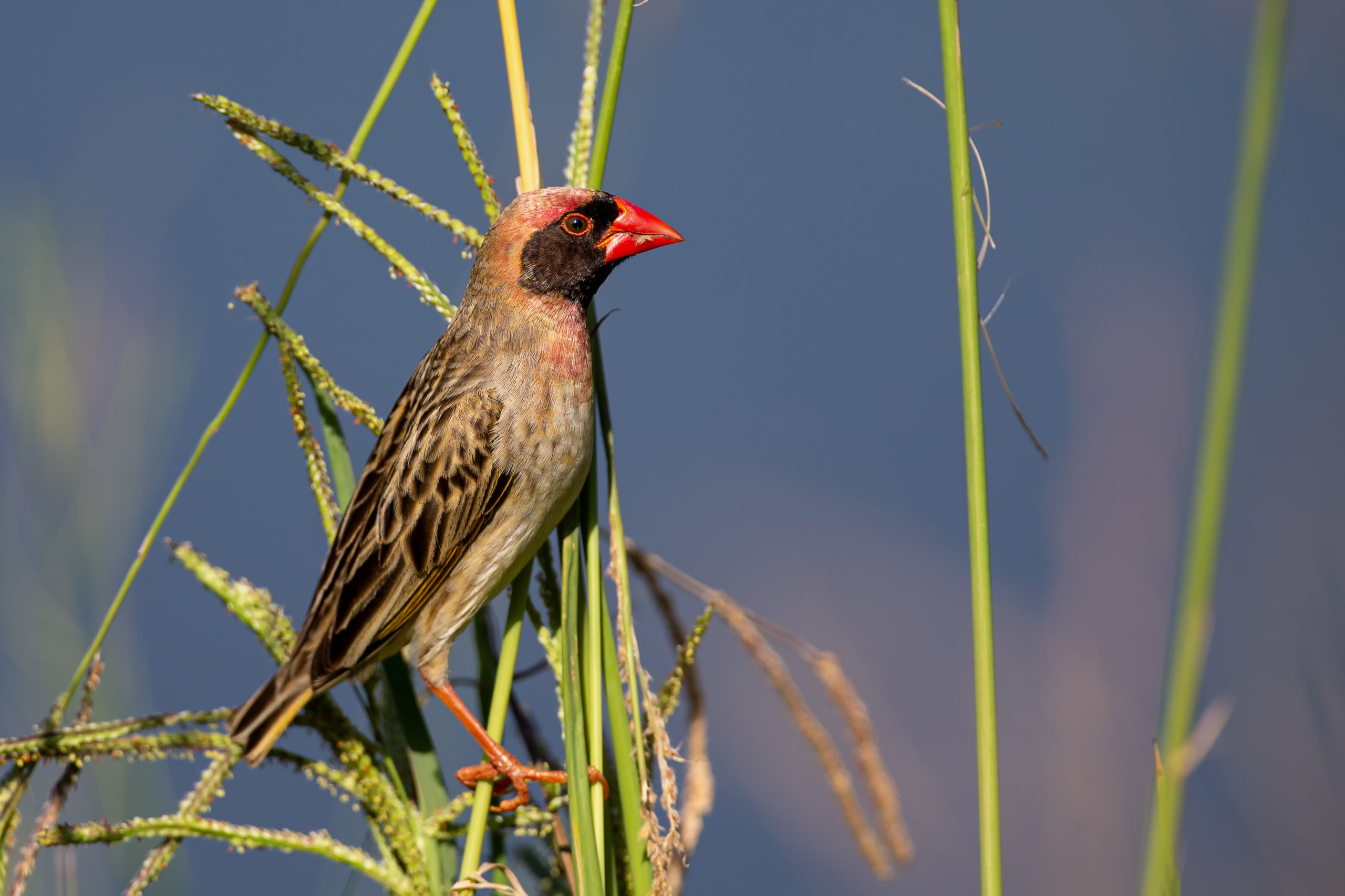 Opportunities for innovation to reduce damage caused by quelea birds in Africa