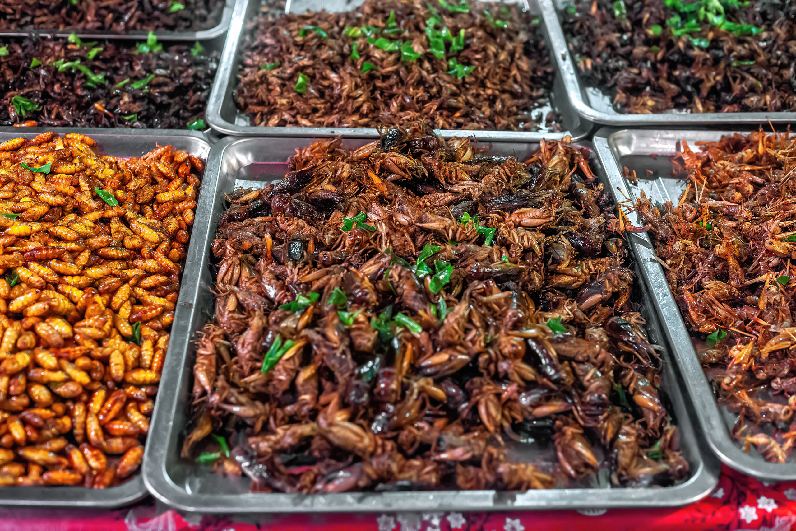 Insects for food