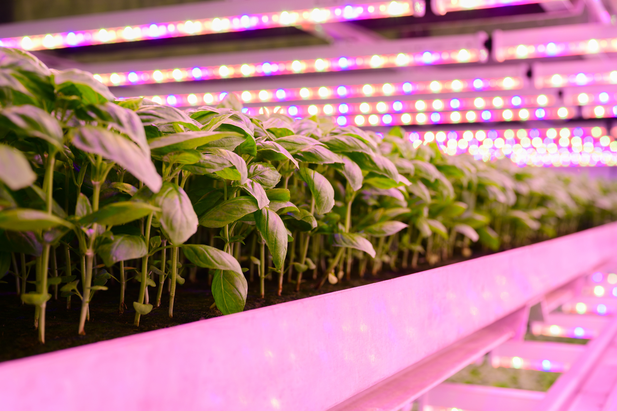 Innovate UK EDGE support stacks up for vertical farming firm 