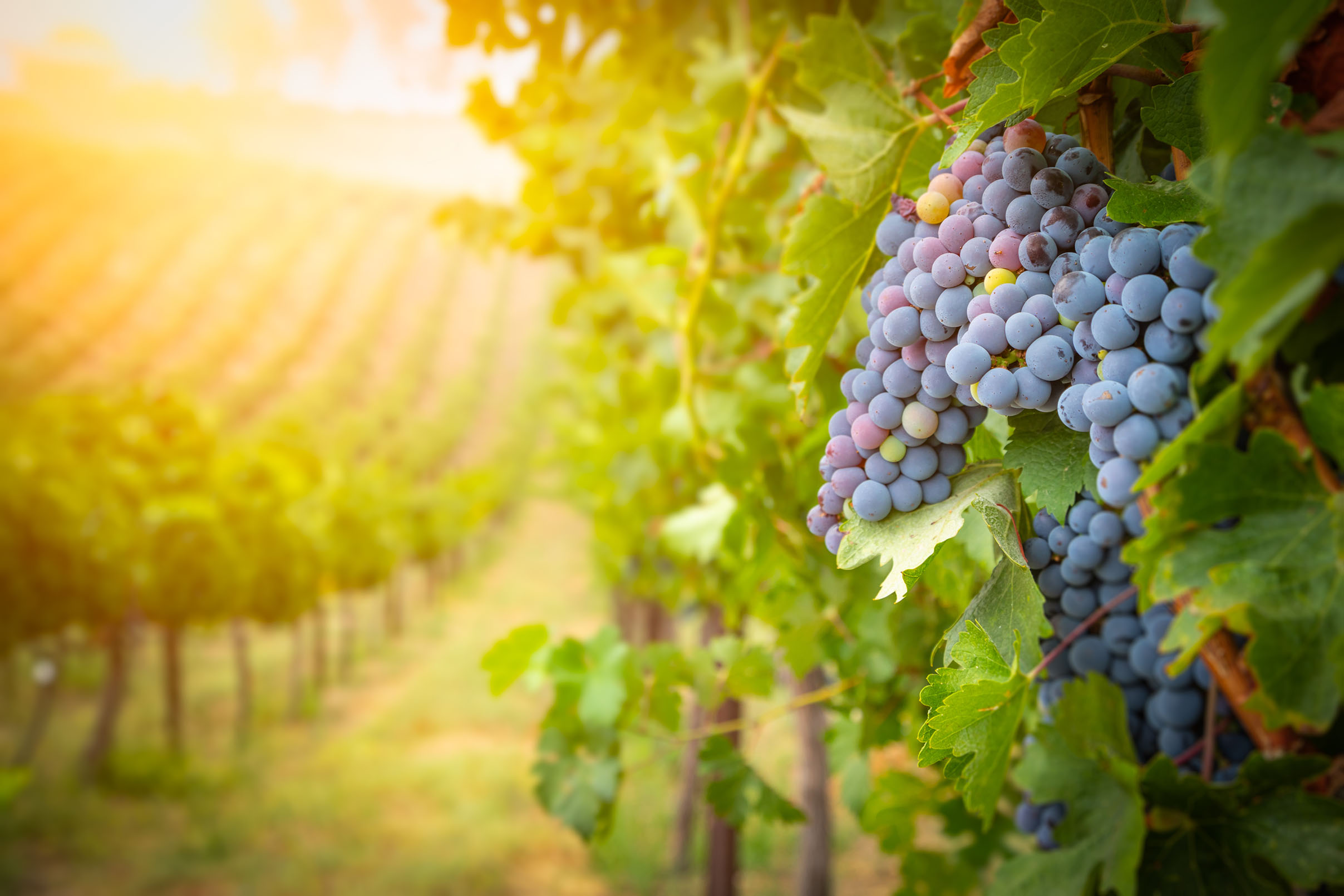 Innovate UK EDGE fortifies wine agri-tech's commercial strategy