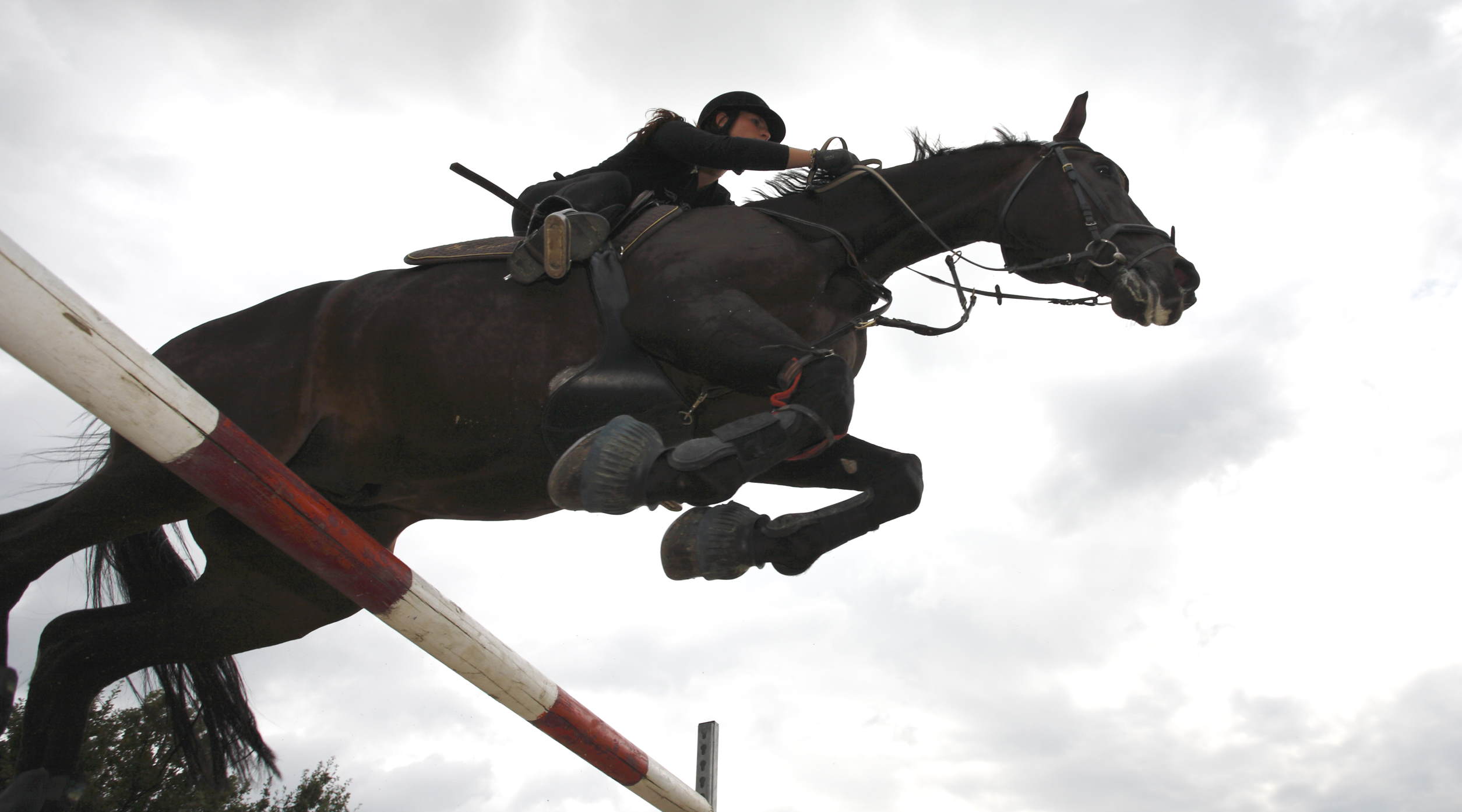 A big leap online for Harry Hall in the equestrian market